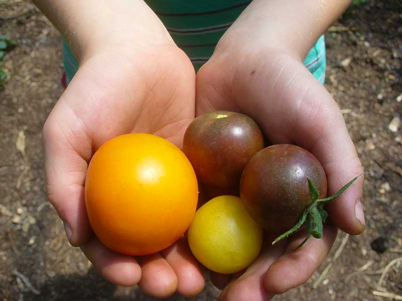 Plow Maker Farms: a handful of tomatoes