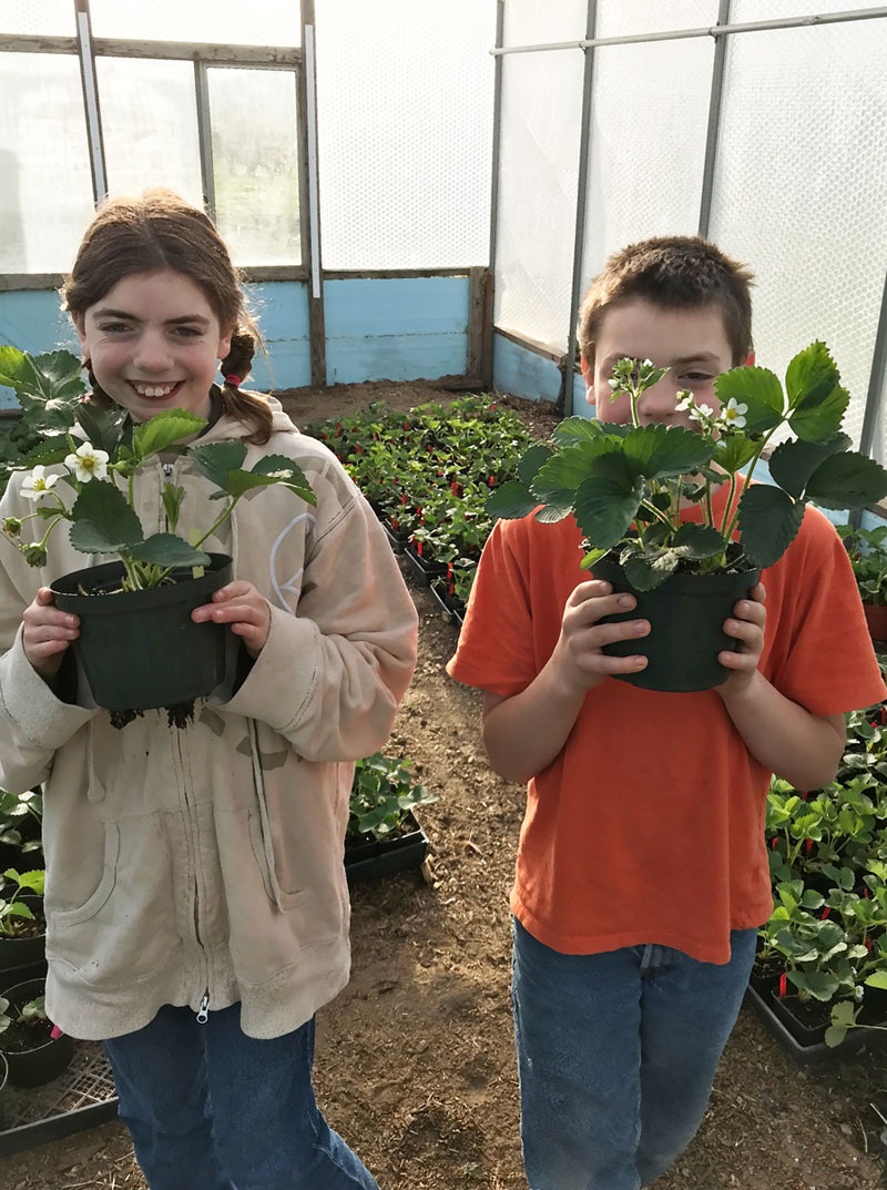 Plow Maker Farms: Annie and Ollie with their strawberries