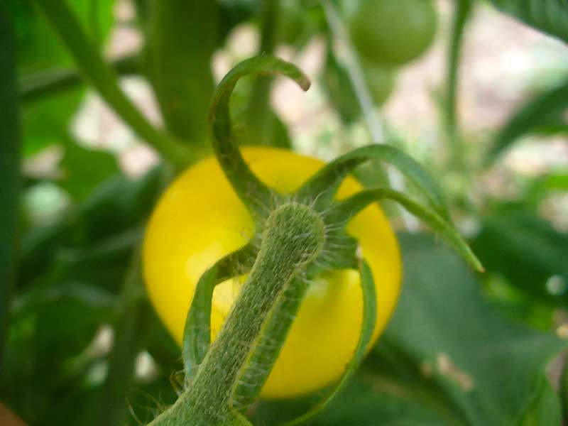Plow Maker Farms: Apricosa yellow ripe tomato