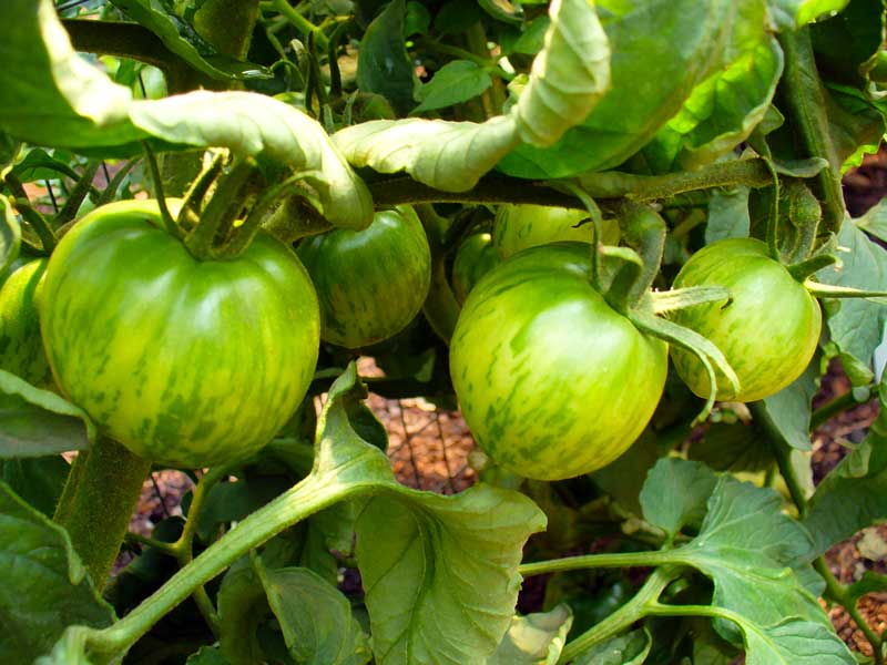 Plow Maker Farms: Black and Brown Boar tomatoes show mottled green coloring when unripe