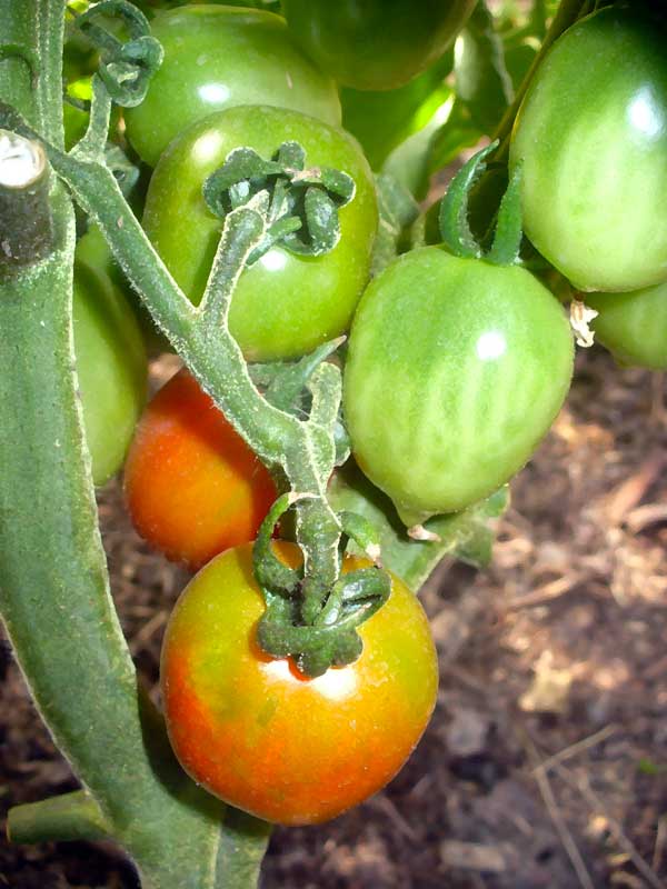 Plow Maker Farms: Brin de Muguet ripe red tomatoes