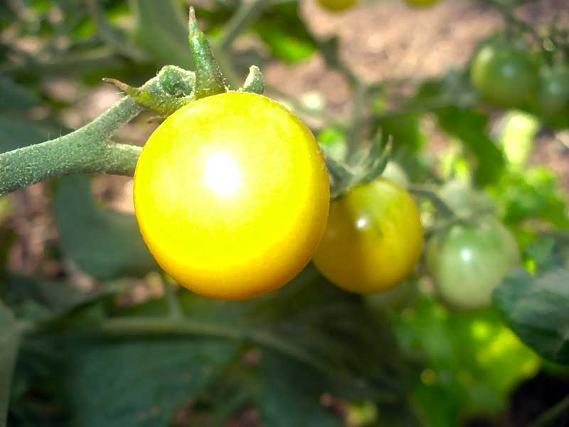 Plow Maker Farms: ripe Honeydrop tomato