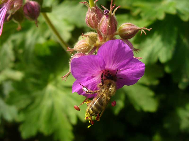 Plow Maker Farms: honeybee at work