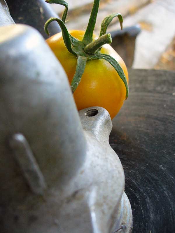 Jaune Flamme Tomato shyly peaks out from behind