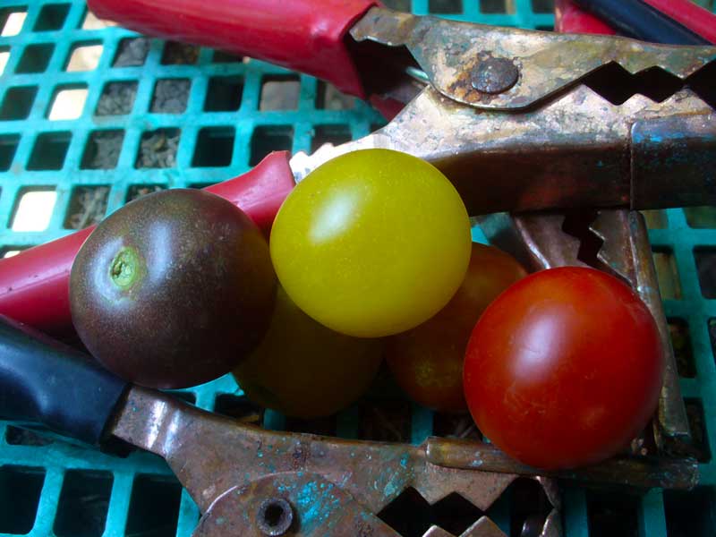 Plow Maker Farms: Tomatoes get a jump start