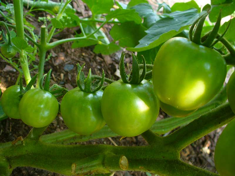 Plow Maker Farms: Large Red Cherry Tomatoes