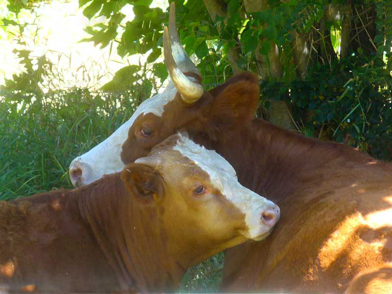 Plow Maker Farm: Mother and calf