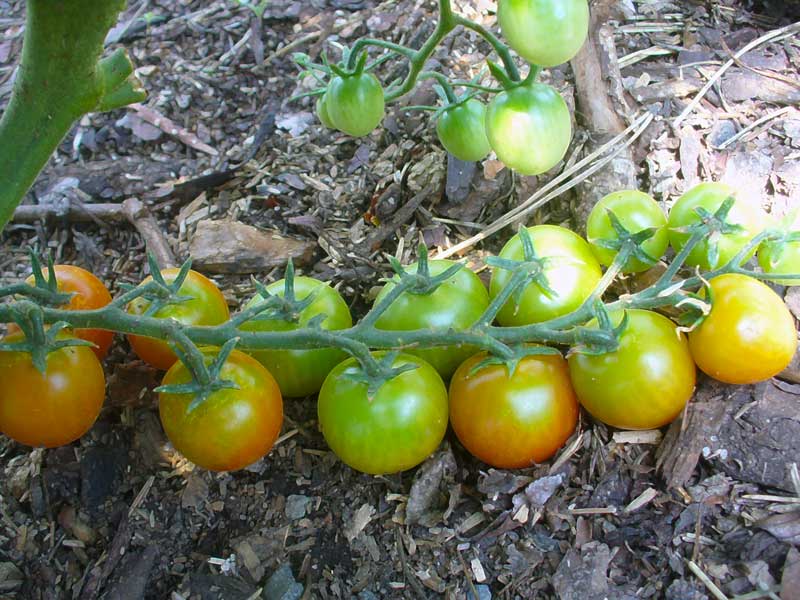 Plow Maker Farms: organic Nectar tomatoes