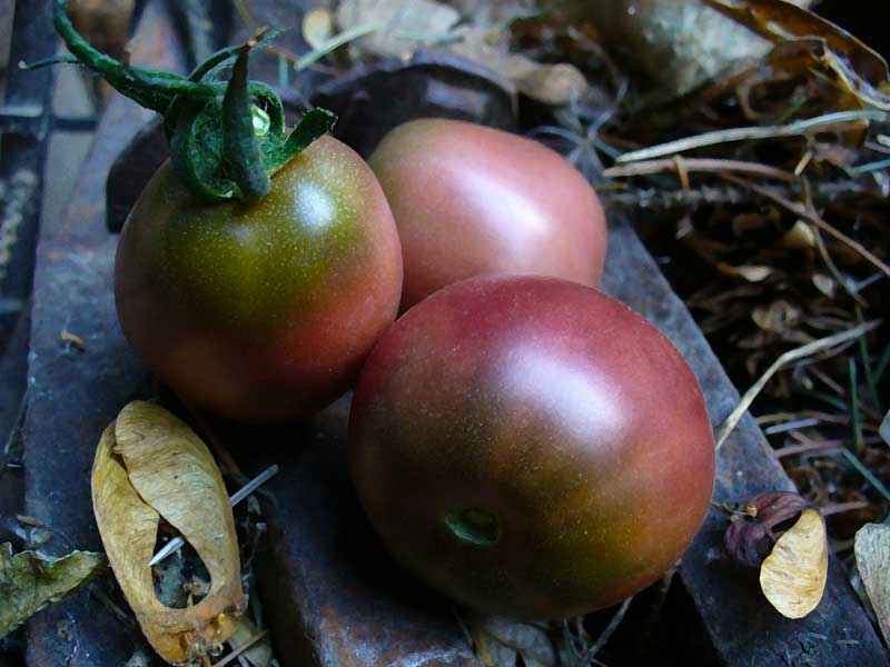 Plow Maker Farms: Psamathe tomato trio