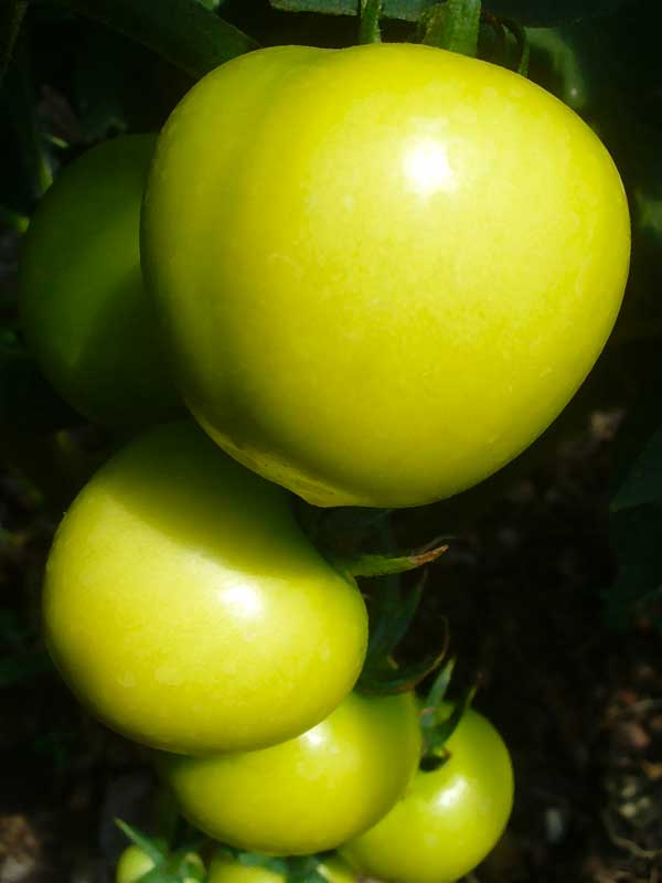 Plow Maker Farms: Roni organic green tomatoes