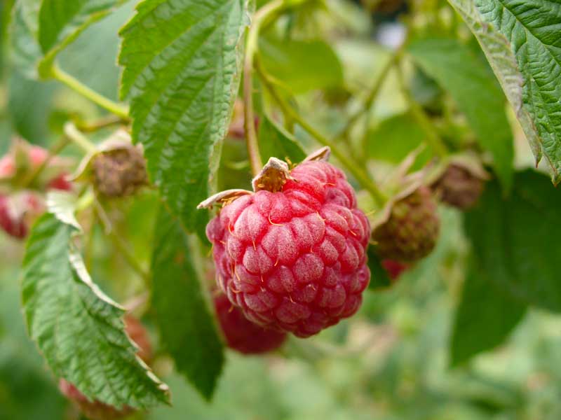 Plow Maker Farms: Polka raspberries