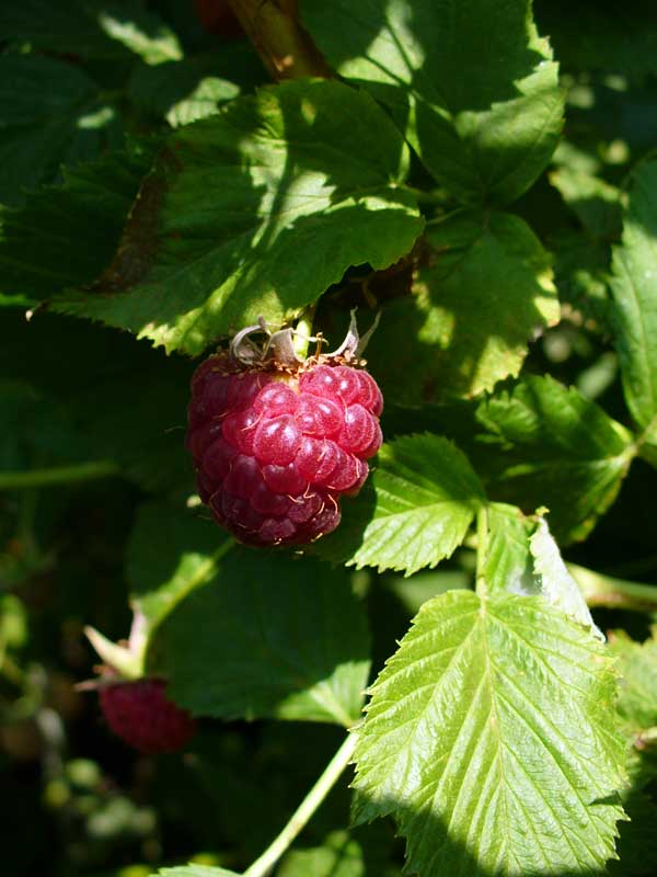 Plow Maker Farm: a single raspberry