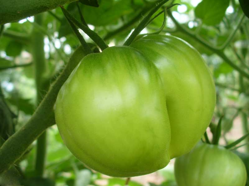 Plow Maker Farms: Stor Gul organic tomato