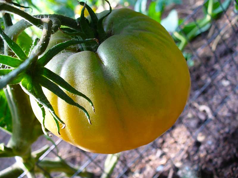 Plow Maker Farms: Summer Cider heirloom tomato