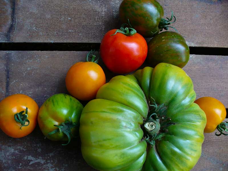 Plow Maker Farms: Summer Cider Tomato and friends