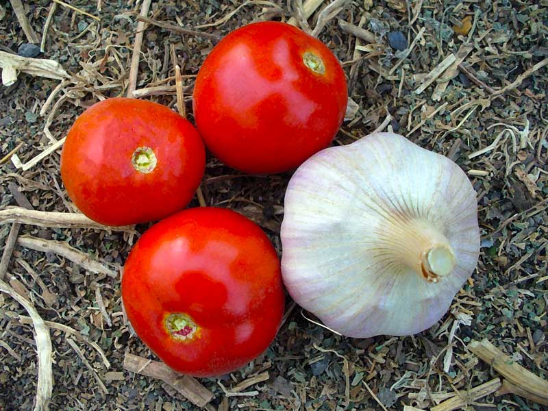 Plow Maker Farms: modern tomatoes have the uniform ripening trait