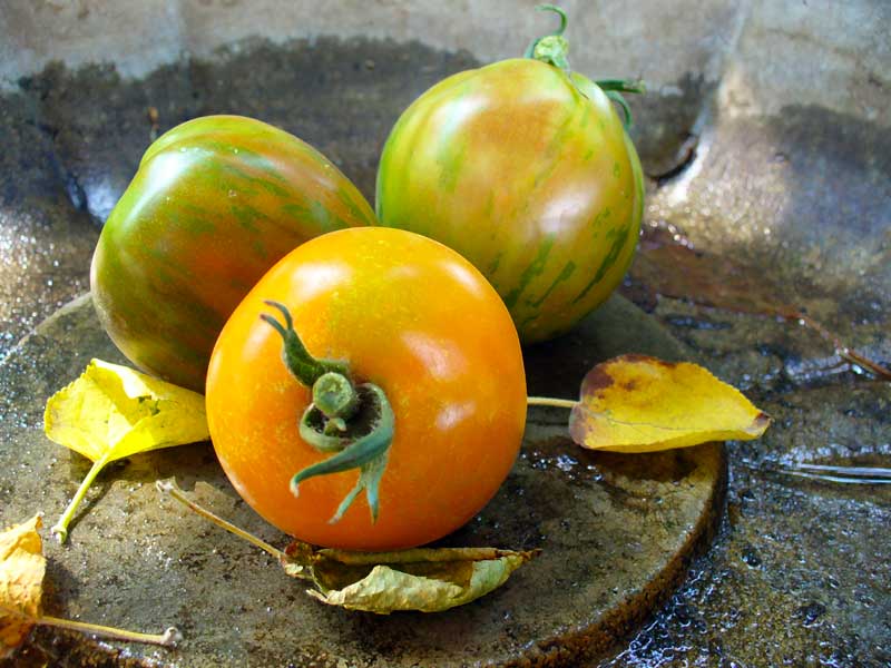 Plow Maker Farms: A trio of heirloom organic tomatoes