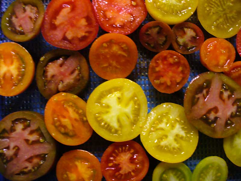 Plow Maker Farms: drying tomato slices