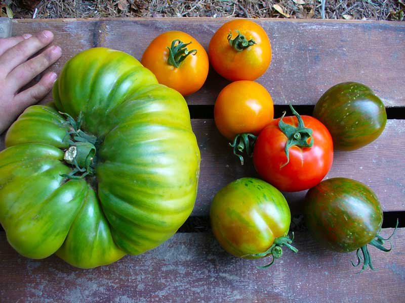 Plow Maker Farms: Tomatoes from Mother Nature