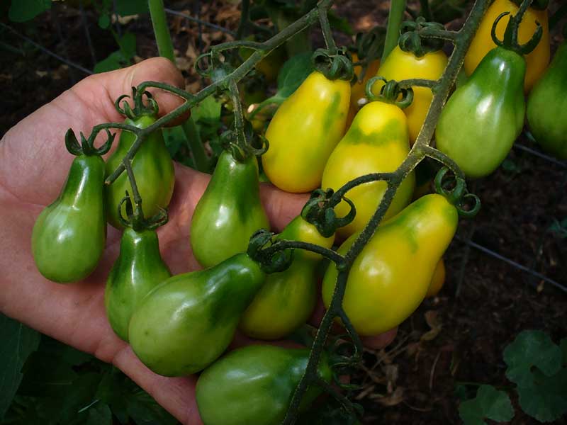 Plow Maker Farms: Yellow Pear Tomatoes on the vine