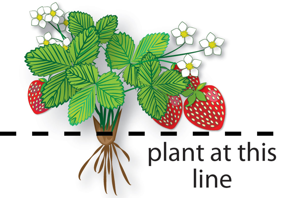 strawberry plant planting depth by Susan Fluegel