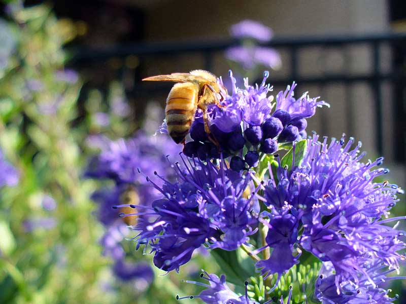 Plow Maker Farms: Honeybee on flowers