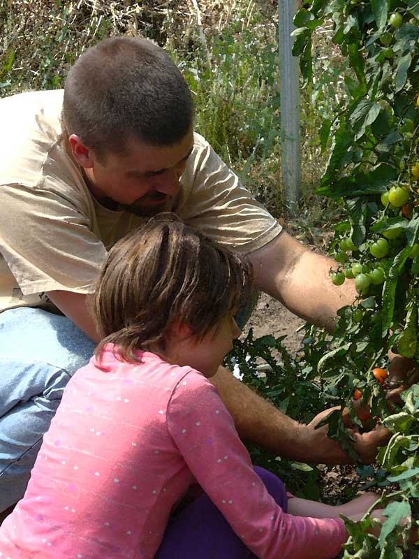 Steve and Annabelle examine new tomatoes: Plow Maker Farms